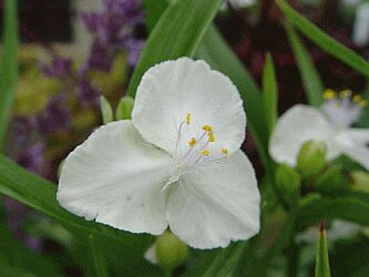 Tradescantia innocence